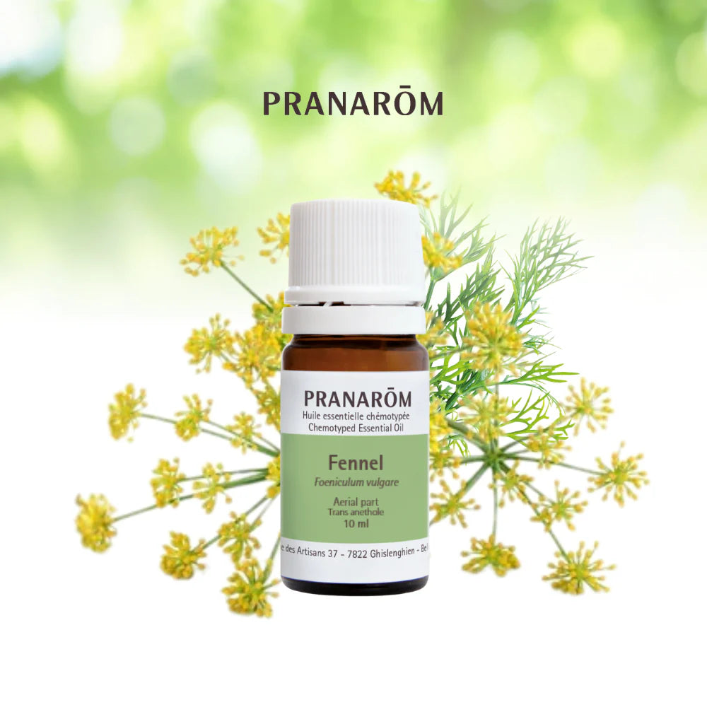 Fenouil - Foeniculum vulgare