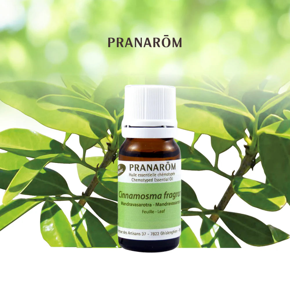 Mandravasarotra (Saro) - Cinnamosma Fragrans