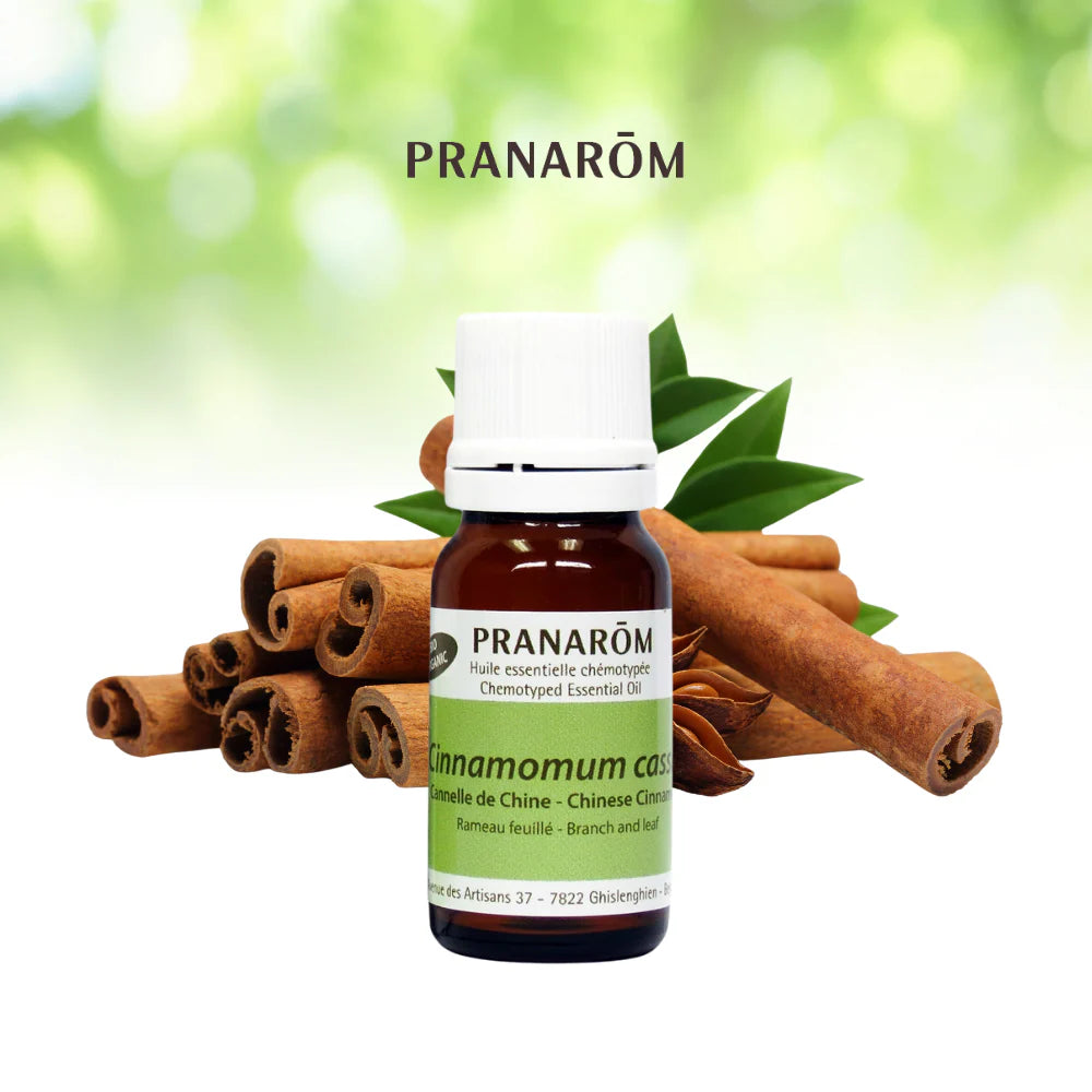 Cannelle de Chine - Cinnamomum cassia