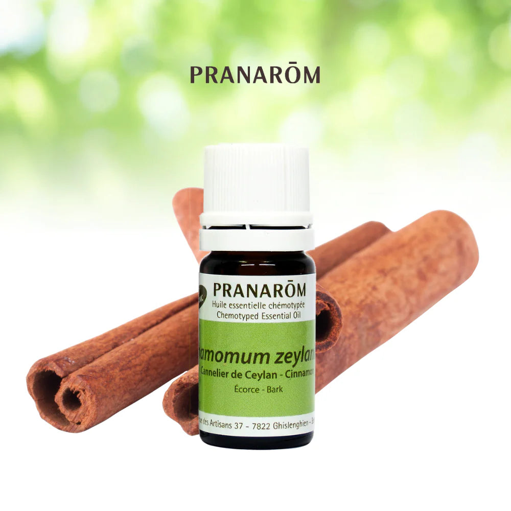 Cannelle - Cinnamomum Zeylanicum (verum)
