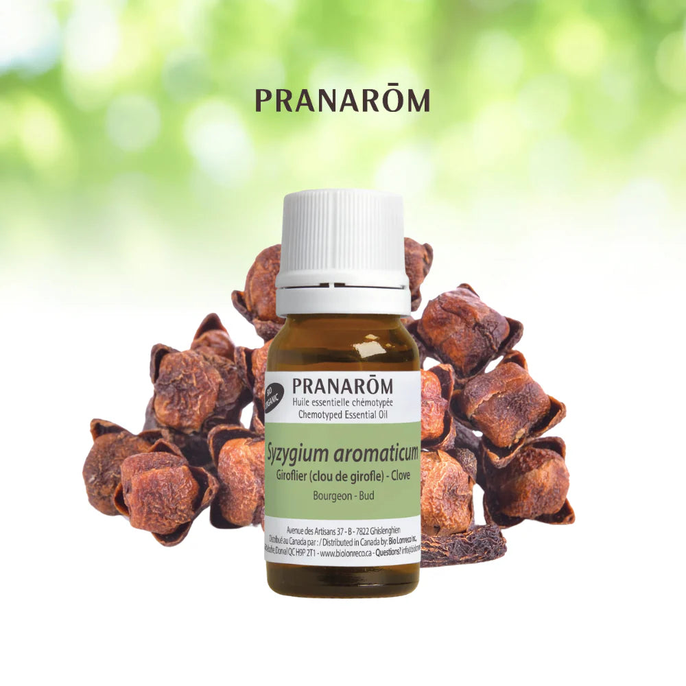 Clou de girofle - Syzygium Aromaticum
