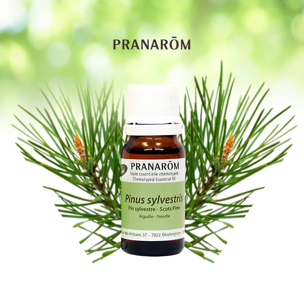 Pin sylvestre - Pinus Sylvestris