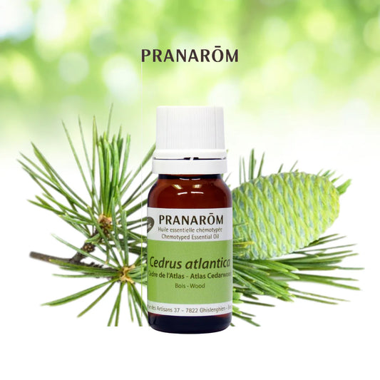 Cèdre de l'Atlas - Cedrus Atlantica