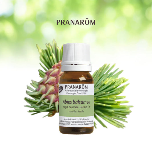 Sapin baumier - Abies Balsamea