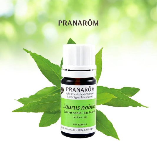 Laurier noble - Laurus Nobilis