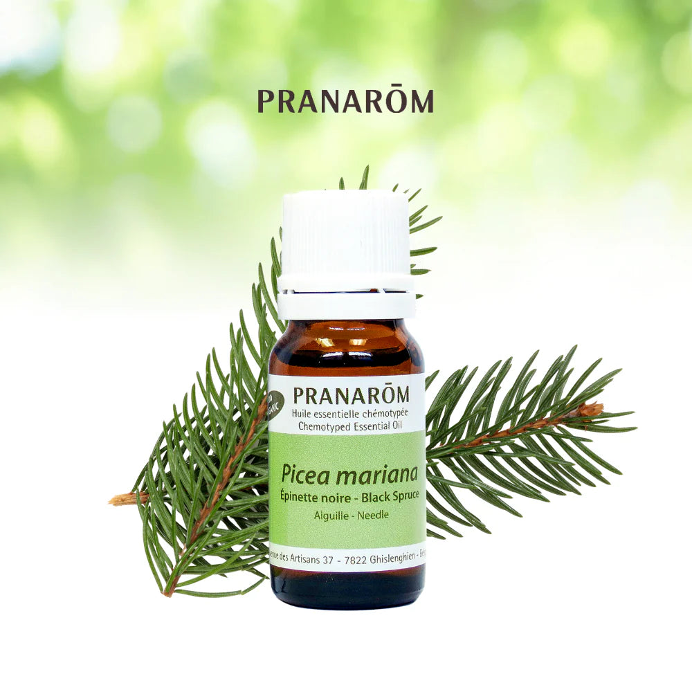 Épinette noire - Picea Mariana