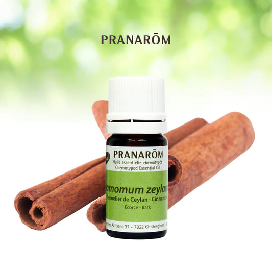 Cannelle - Cinnamomum Zeylanicum (verum)