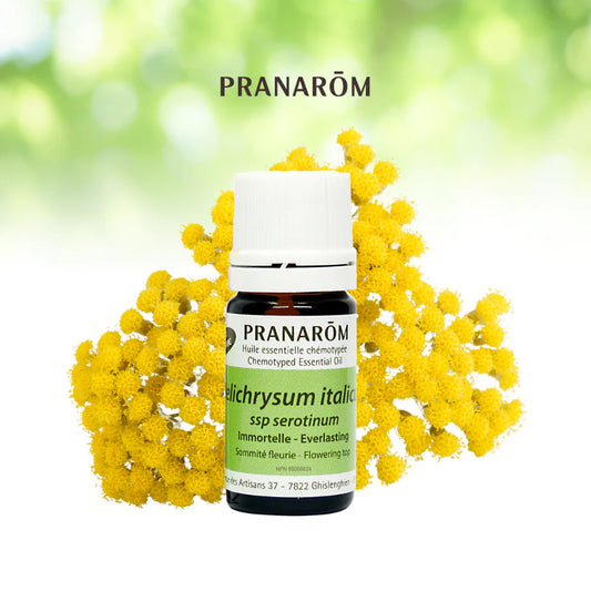 Éternelle - Helichrysum Italicum ssp Serotinum