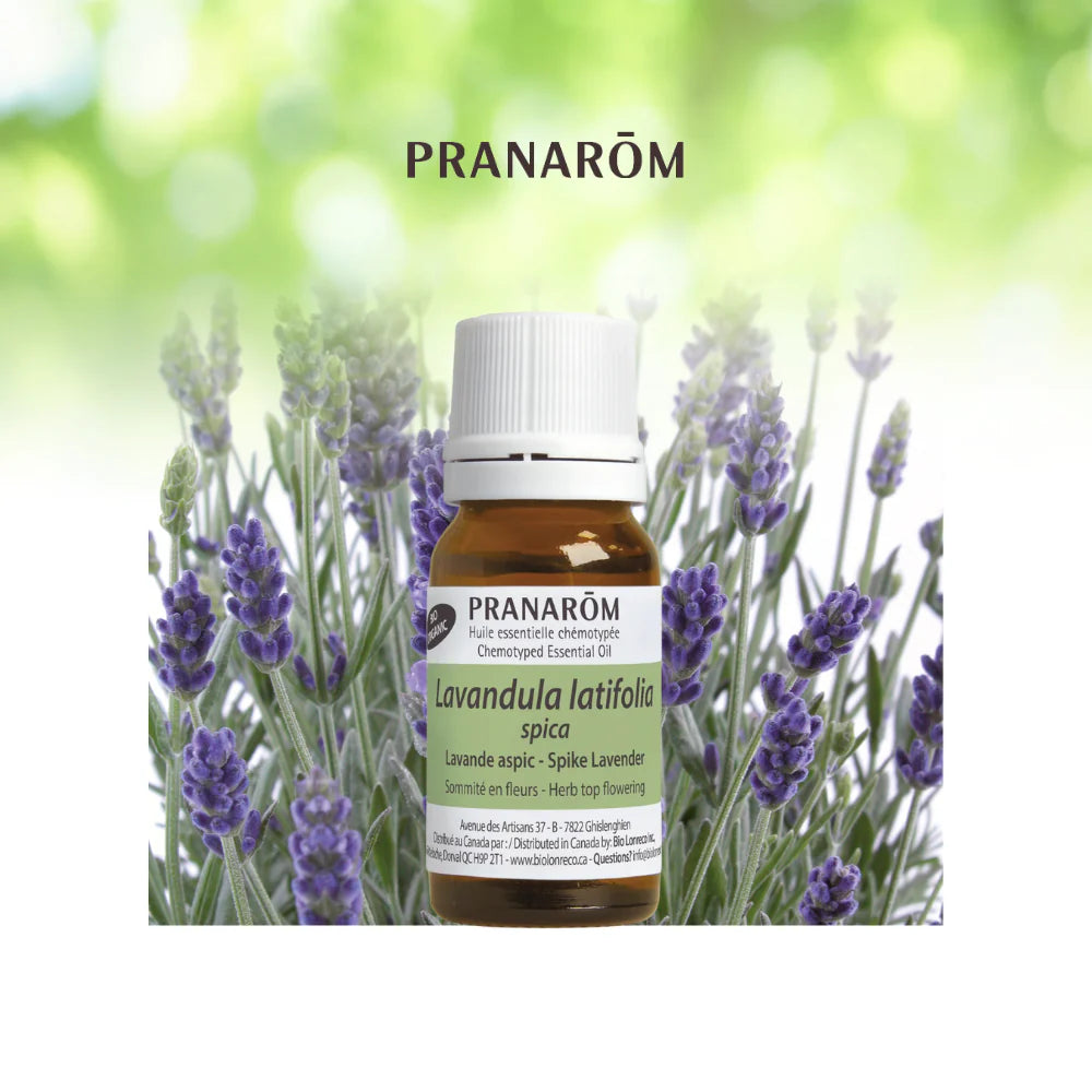 Lavande aspic - Lavandula Latifolia Épicée