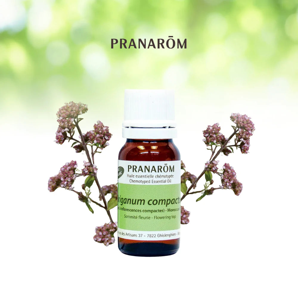 Origan marocain - Origanum Compactum