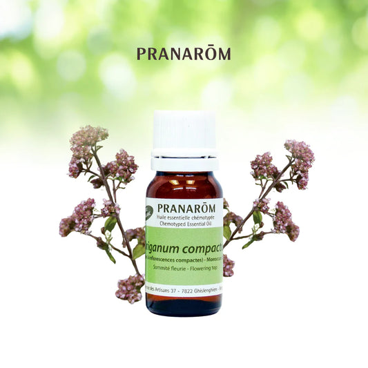 Origan marocain - Origanum Compactum
