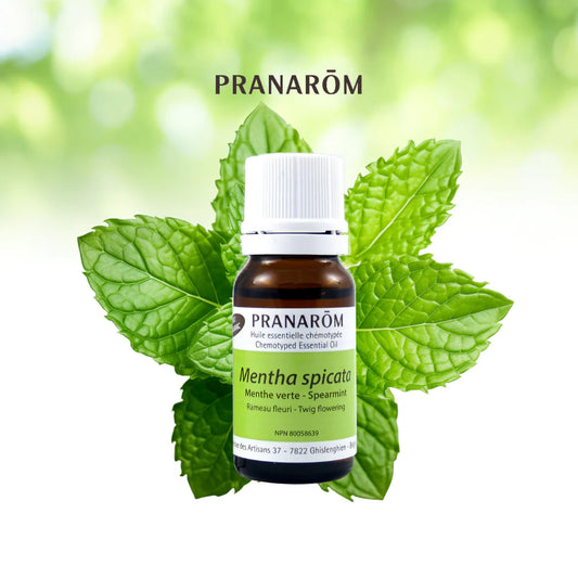 Menthe verte - Mentha Spicata